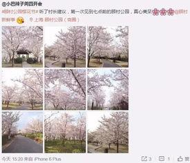樱花村视频资源,探寻日本乡村的浪漫与宁静